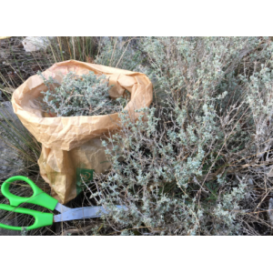 Thym-thymus vulgaris