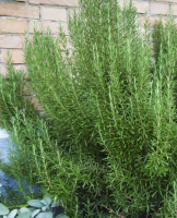 Romarin- salvia rosmarinus