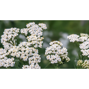 Achillée millefeuille- achillea millefolium