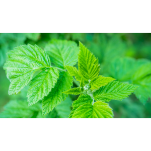 Framboisier- rubus ideaus