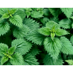 Ortie- urtica dioica