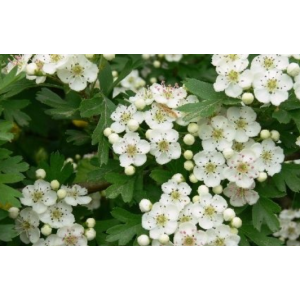 Aubépine- crataegus monogyna
