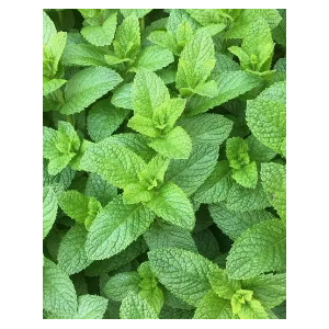 Menthe verte- mentha spicata