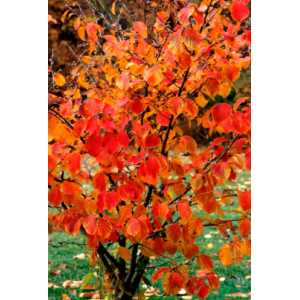 Hamamélis- hamamelis virginiana