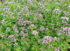 Origan en poudre- origanum vulgare - image 2