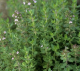 Thym citron en poudre- thymus citriodorus - image 2