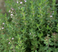 Thym citron- thymus citriodorus