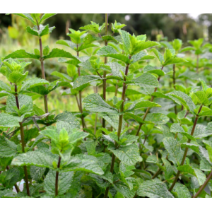 Menthe poivrée - mentha x piperita