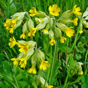 Primevère-primula veris