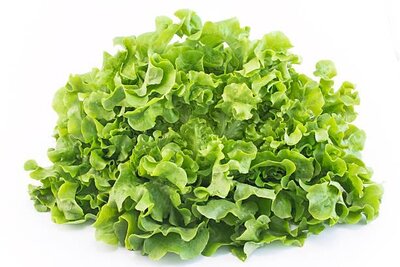 Salade feuille de chêne verte