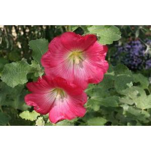 Rose trémière (graines à semer)