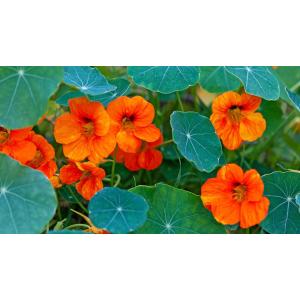 Capucine (graines à semer)