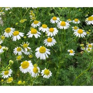 Camomille matricaire (graines à semer)