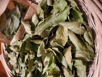 Laurier feuilles séchées bio