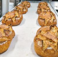 Blé ancien - st priest