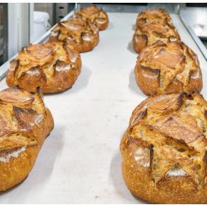 Blé ancien - st priest