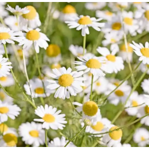 Camomille matricaire- matricaria chamomilla