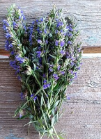 Hysope - hyssopus officinalis