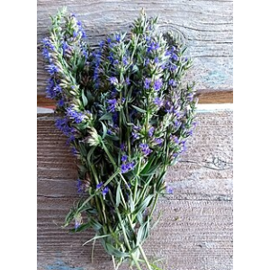 Hysope - hyssopus officinalis