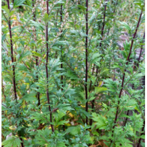 Armoise commune - artemisia vulgaris