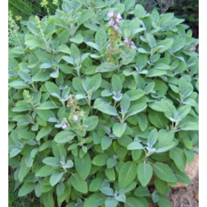 Sauge- salvia officinalis