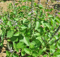 Basilic sacré - tulsi - ocimum sanctum