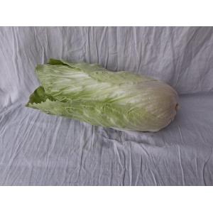 Chicorée pain de sucre