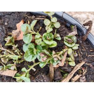 Menthe bergamote 0.5l