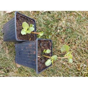 Cerfeuil tubéreux - 0.5 l