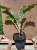 Chou kale frisé - 0.5l