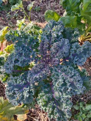 Chou kale frisé - 0.5l