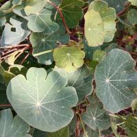 Capucine tubéreuse 1l