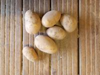 Pomme de terre allians - filet 5kg