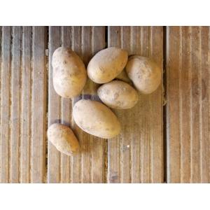 Pomme de terre allians - filet 5kg