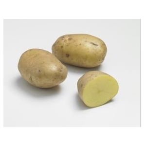 Pomme de terre jaune ditta