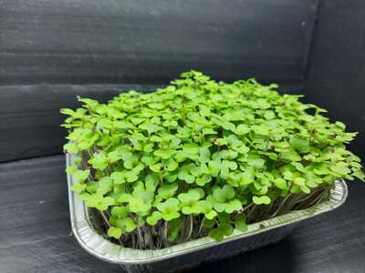 Micropousses de brocoli
