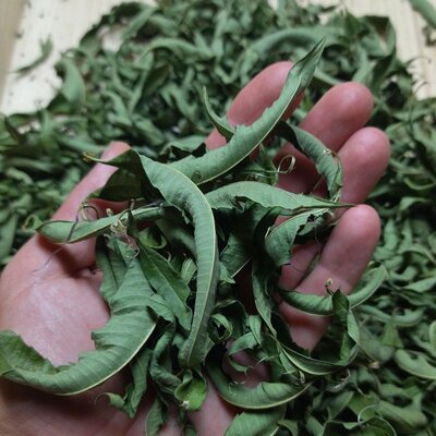 Verveine odorante