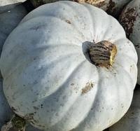 Potiron bleu de hongrie à la coupe