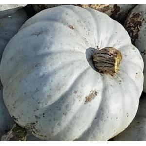 Potiron bleu de hongrie à la coupe