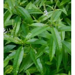 Verveine citronnelle - aloysia citrodora