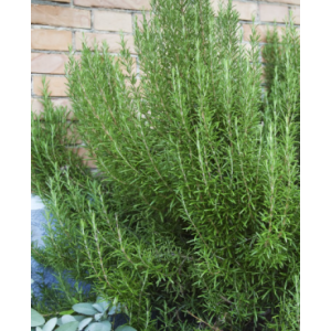 Romarin en poudre - salvia rosmarinus