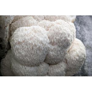 Hydne hérisson / crinière de lion