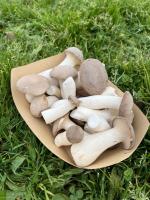 Pleurote du panicaut / pleurote royal