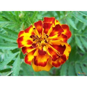 Oeillet d'inde (lunaire)