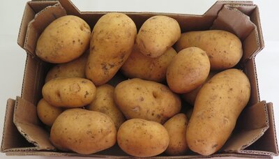 Pomme de terre polyvalente bio