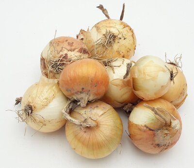 Oignon jaune bio