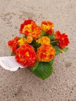 Primevere orange fleurs doubles