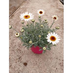 Anthémis blanc en pot de 2l