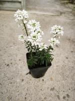 Iberis blanche pot 0.5l