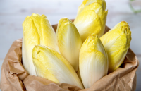 Endives de pleine terre